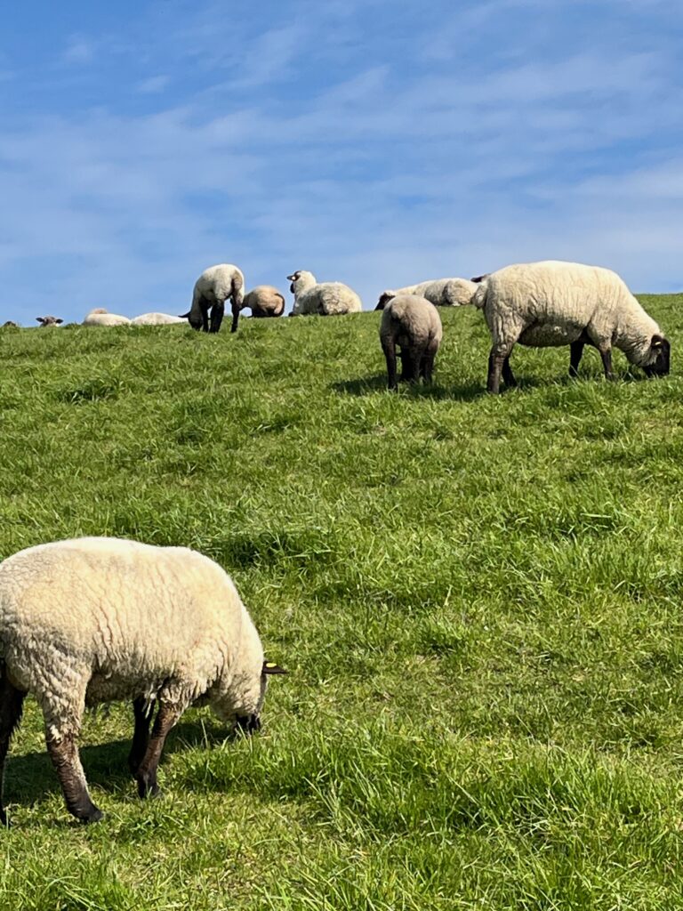 Schafe auf dem Deich beim Kurhaus