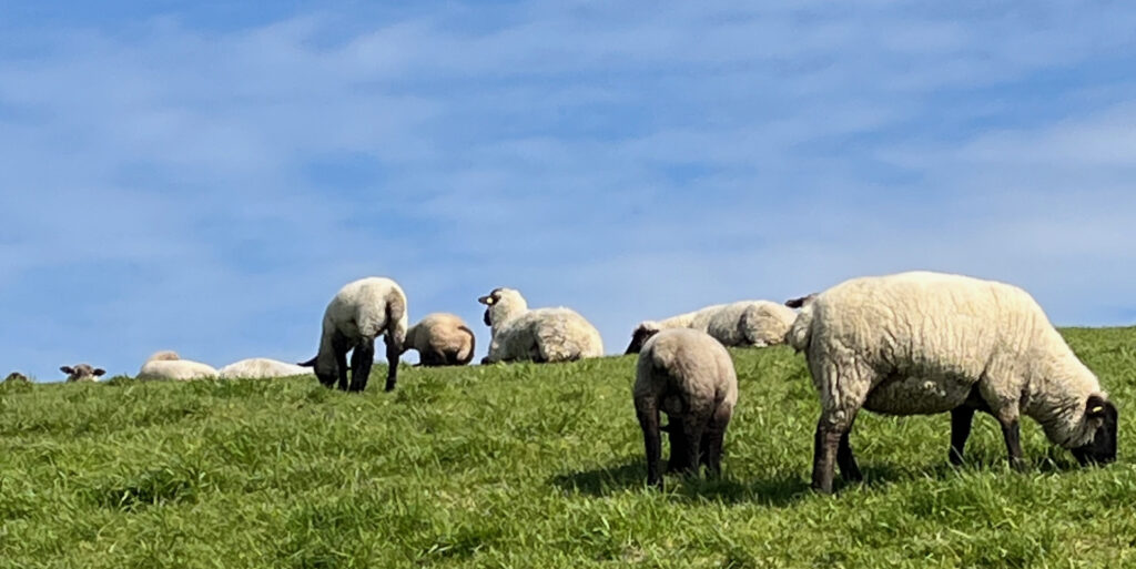 Schafe auf dem Deich in Dangast